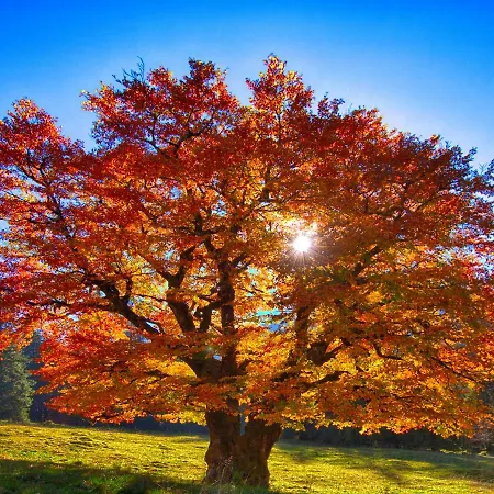 Auszeit Apartment Vils